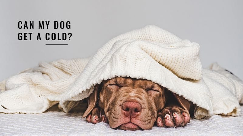 Can My Dog Get A Cold? Can My Dog Get A Cold?
